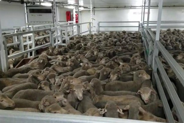 16.000 koyun ve sığırı taşıyan gemi Kızıldeniz’deki kaosun ortasında mahsur kaldı